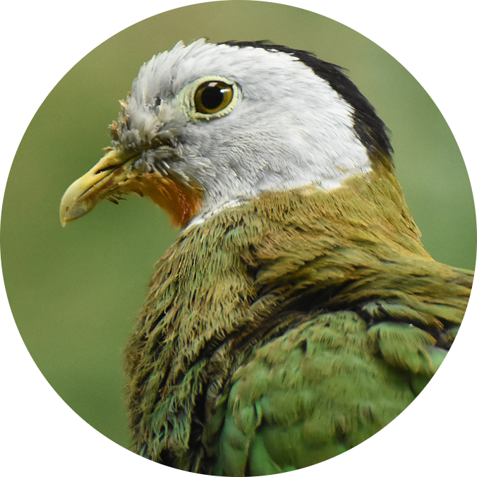 Black-naped Fruit Dove