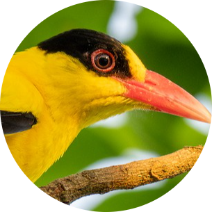 Black-naped Oriole