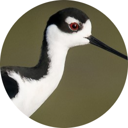 Black-necked Stilt