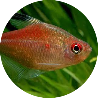 Bleeding Heart Tetra