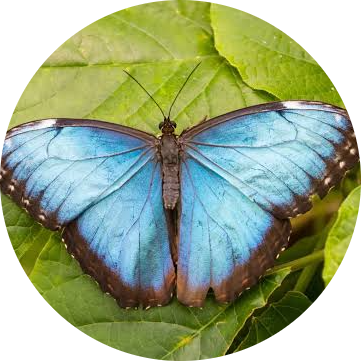 Blue Morpho Butterfly