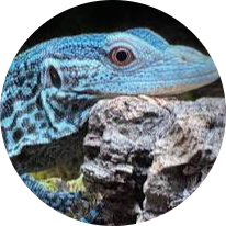 Blue Tree Monitor