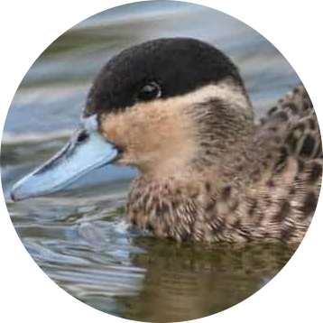 Blue-billed Teal