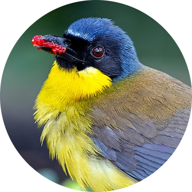 Blue-crowned Laughingthrush