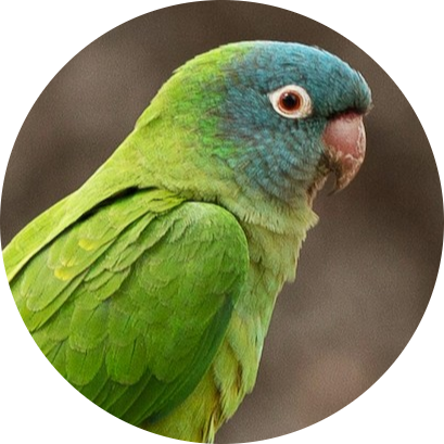 Blue-crowned Parakeet