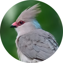 Blue-naped Mousebird