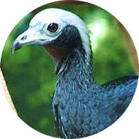 Blue-throated Piping Guan