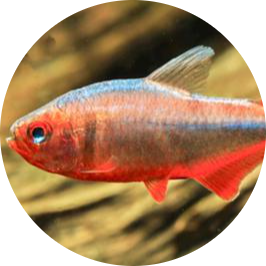 Blueberry Tetra