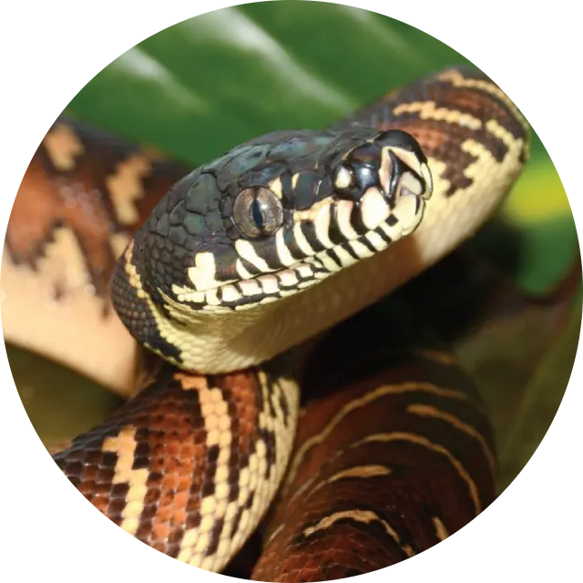 Boelen’s Python