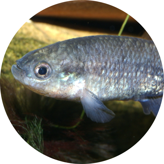 Bold Characodon
