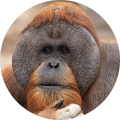 Bornean Orangutan