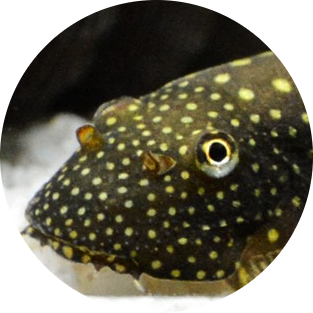 Borneo Loach