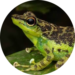 Borneo Splash Frog
