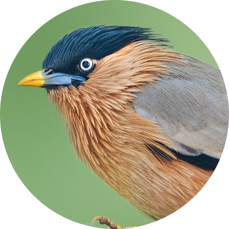 Brahminy Starling