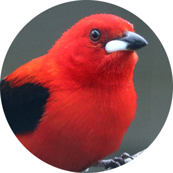 Brazilian Tanager