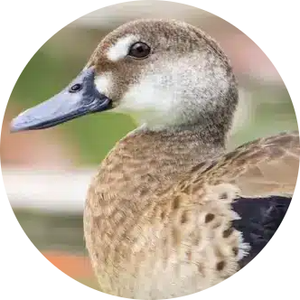 Brazilian Teal