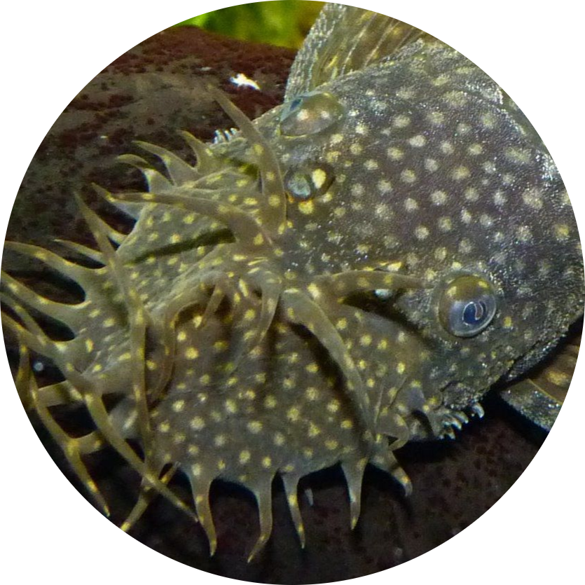 Bristlenose Catfish