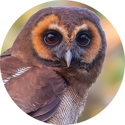 Brown Wood Owl