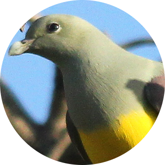 Bruce’s Green Pigeon