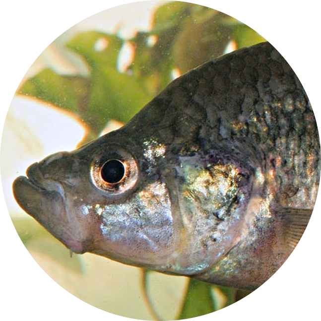 Bulldog Splitfin