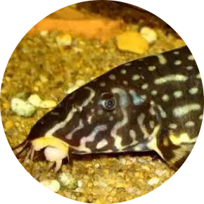 Burmese Border Loach