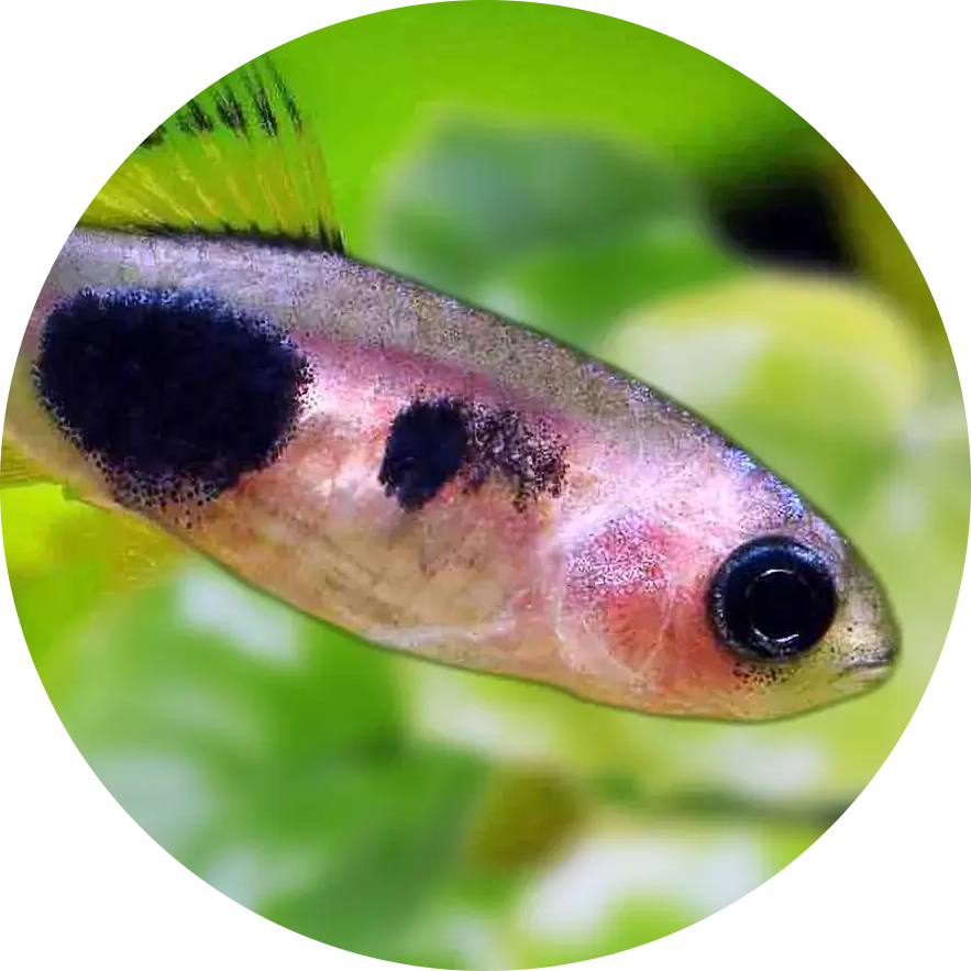 Butterfly Barb