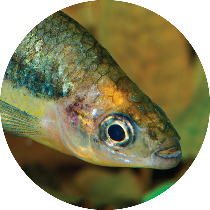 Butterfly Splitfin