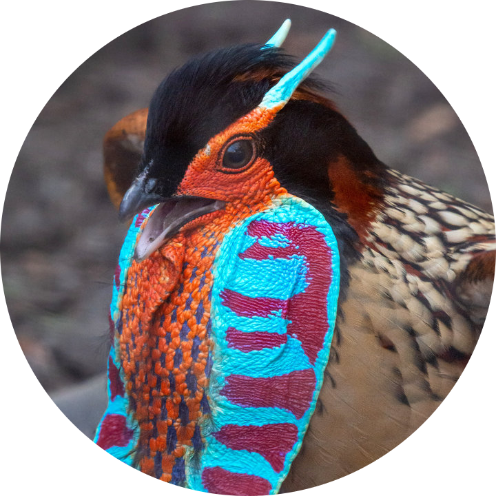 Cabot’s Tragopan