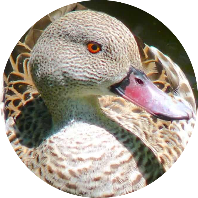 Cape Teal