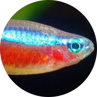 Cardinal Tetra