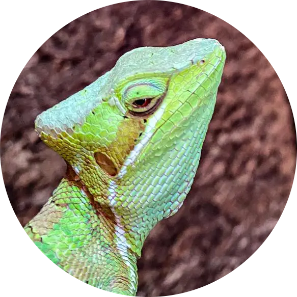 Casque-headed Iguana
