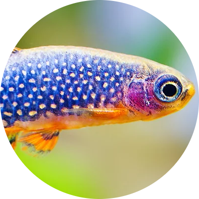 Celestial Pearl Danio