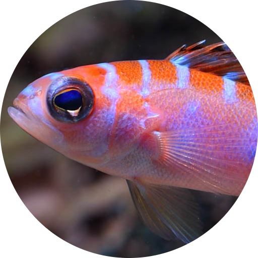 Chalk Bass