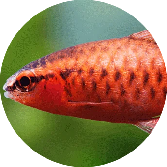 Cherry Barb