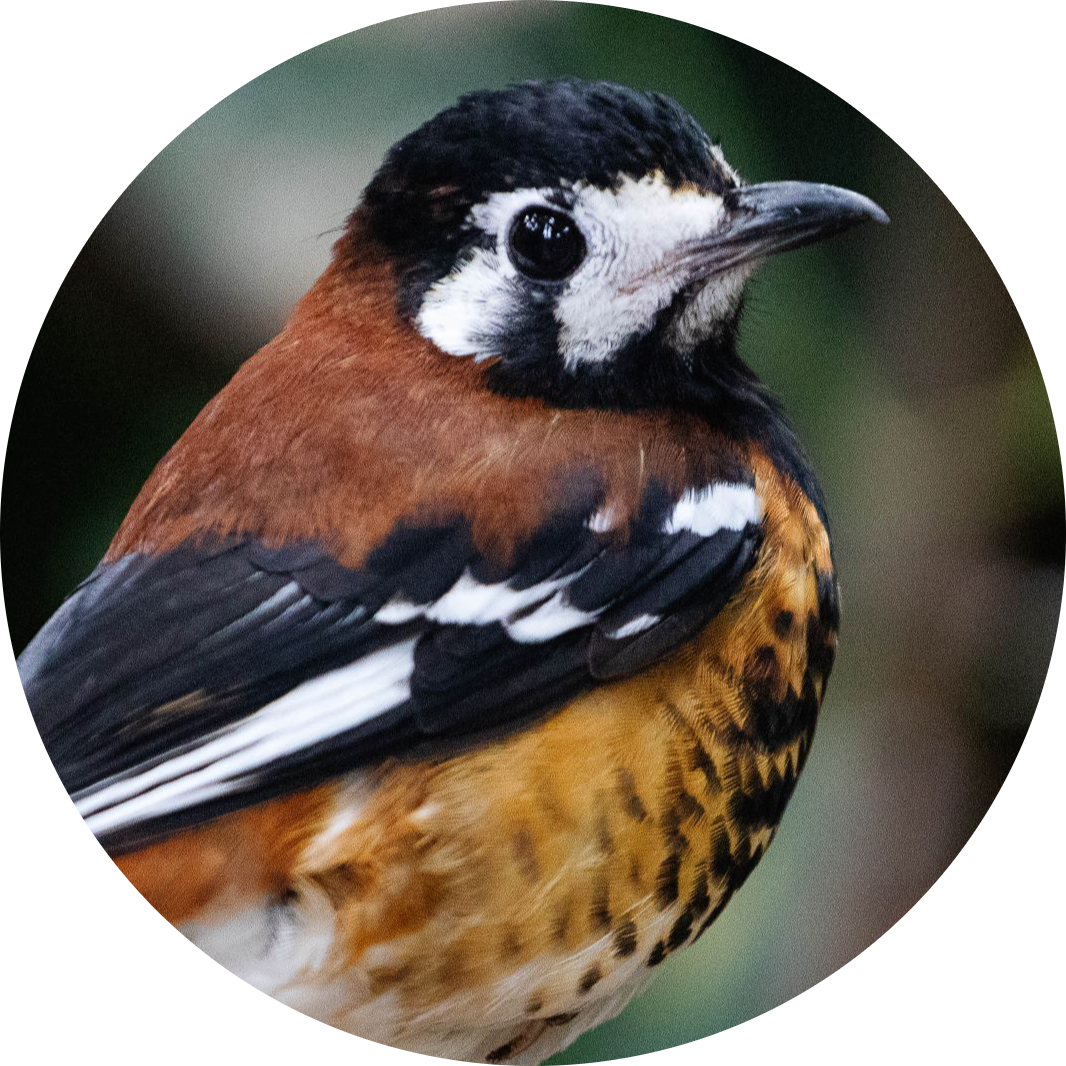 Chestnut-backed Thrush