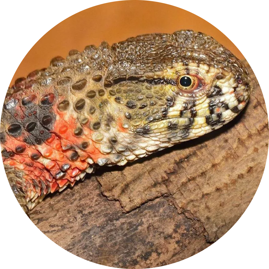 Chinese Crocodile Lizard
