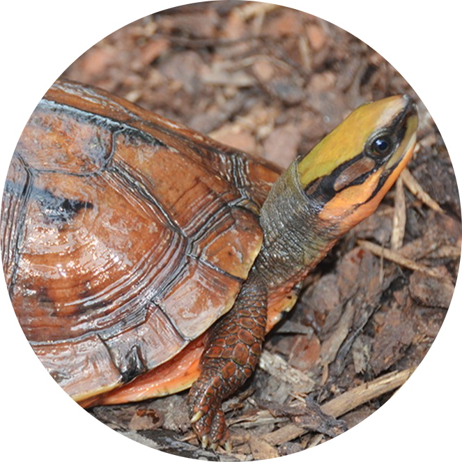 Chinese Three-striped Box Turtle