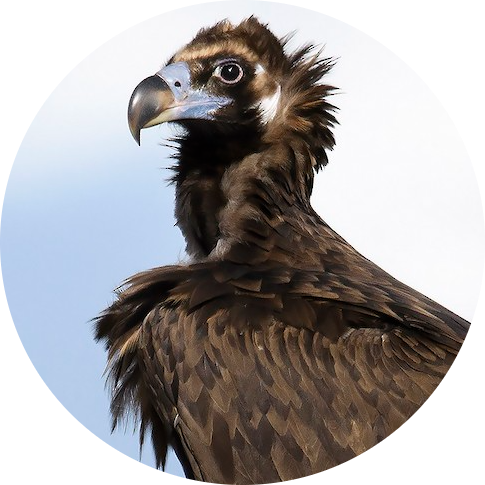 Cinereous Vulture