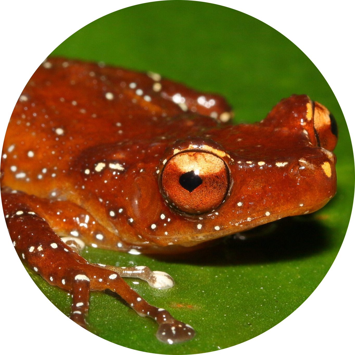 Cinnamon Frog