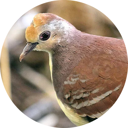 Cinnamon Ground Dove
