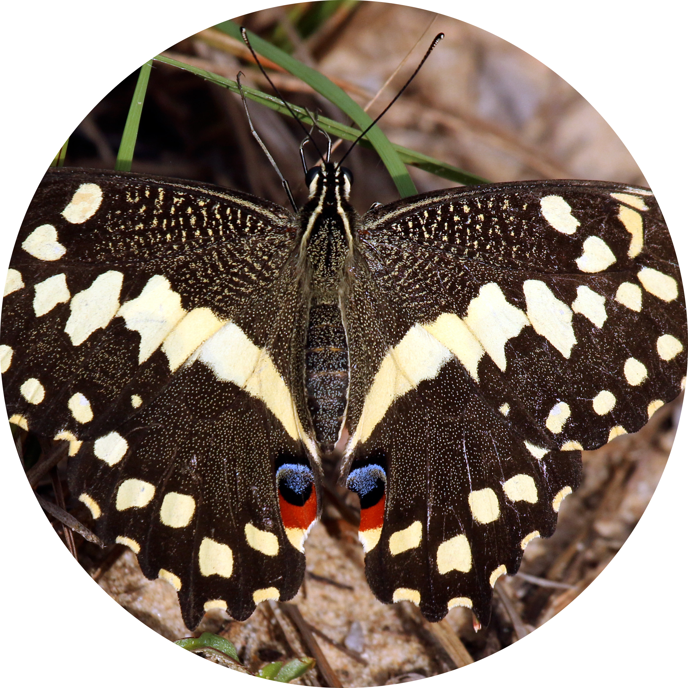Citrus Swallowtail