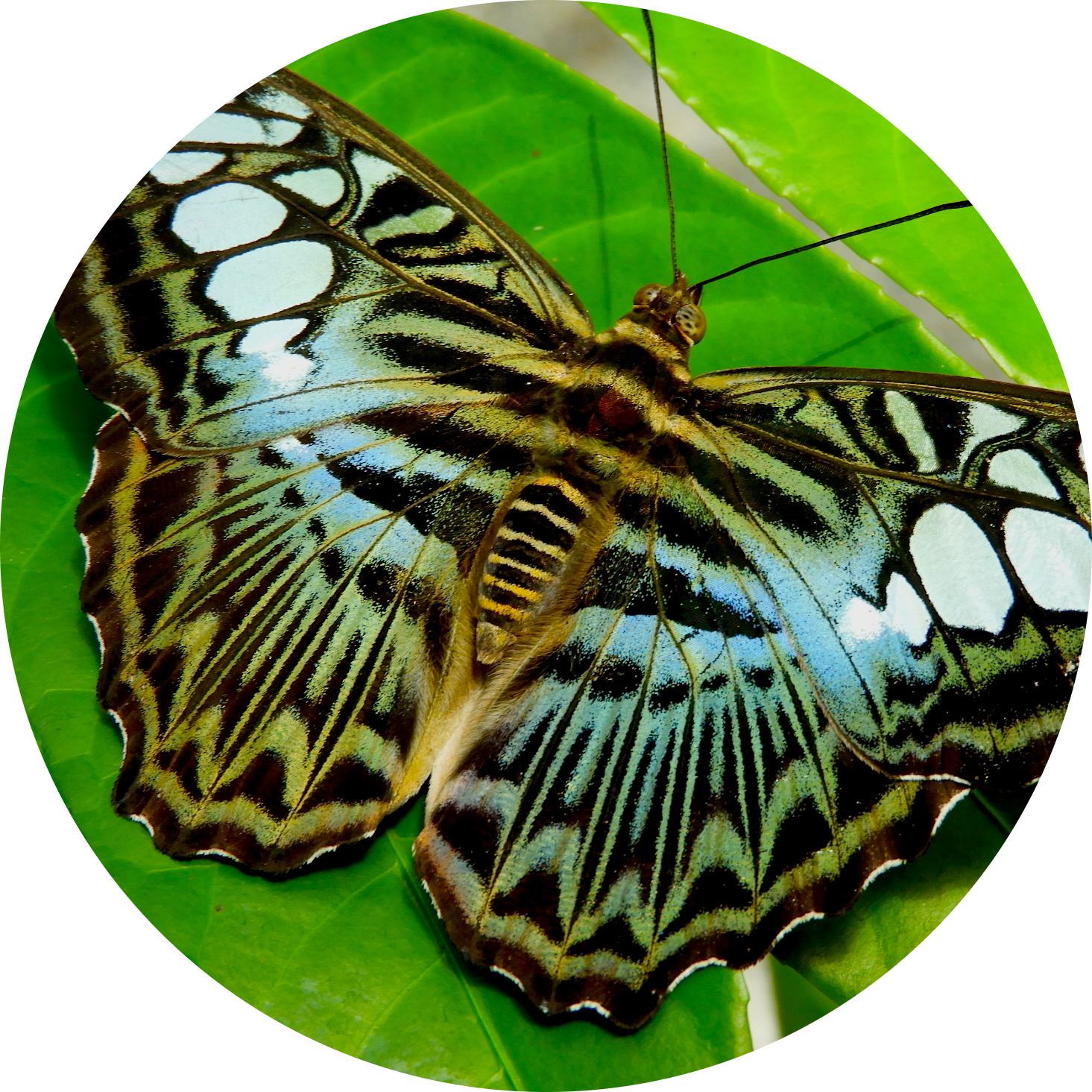 Clipper Butterfly