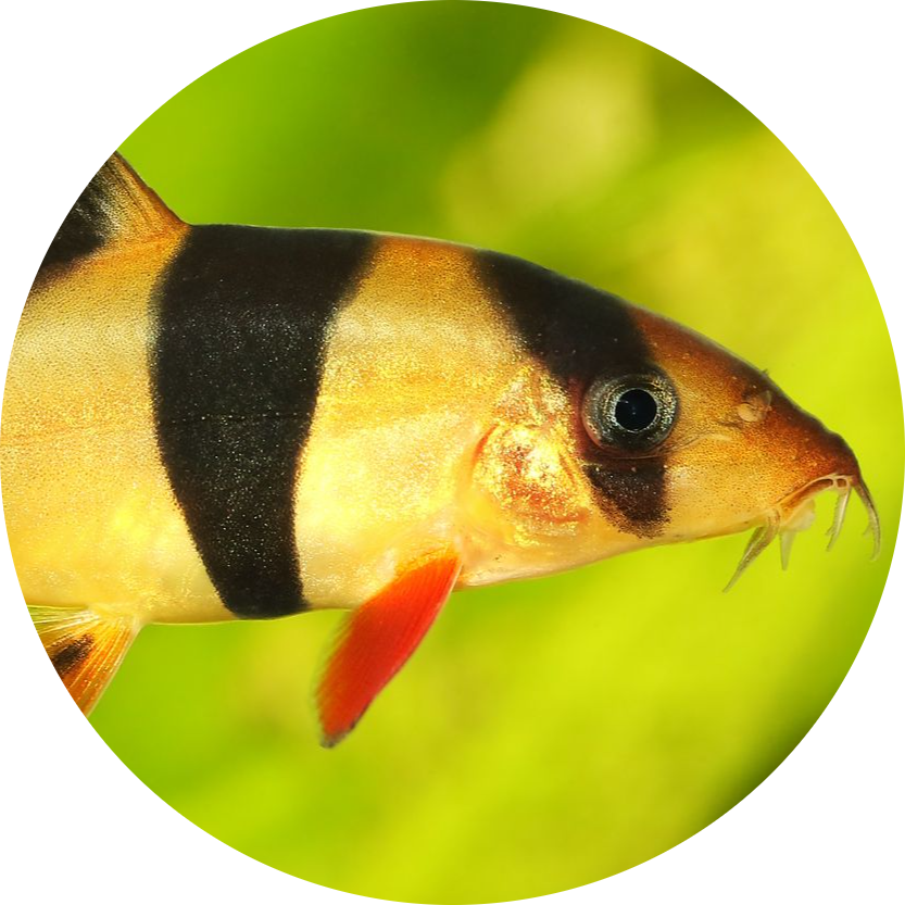 Clown Loach