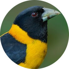 Collared Grosbeak