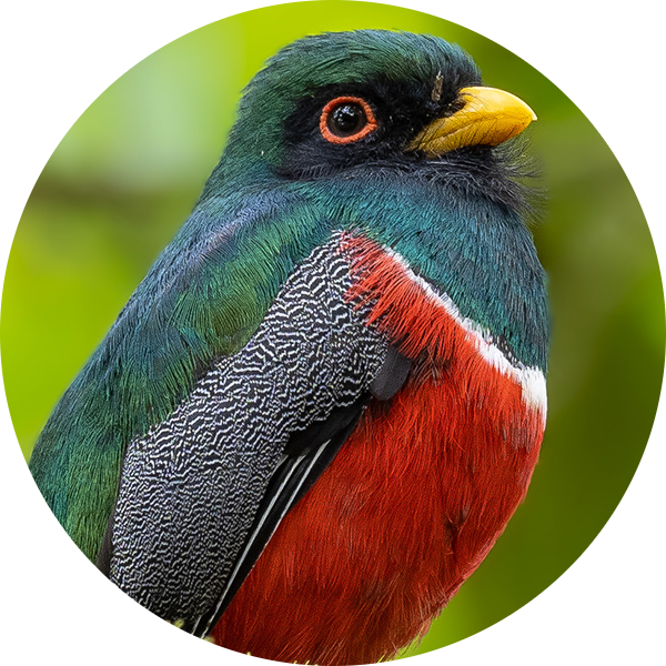 Collared Trogon
