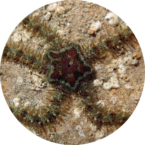 Common Brittlestar