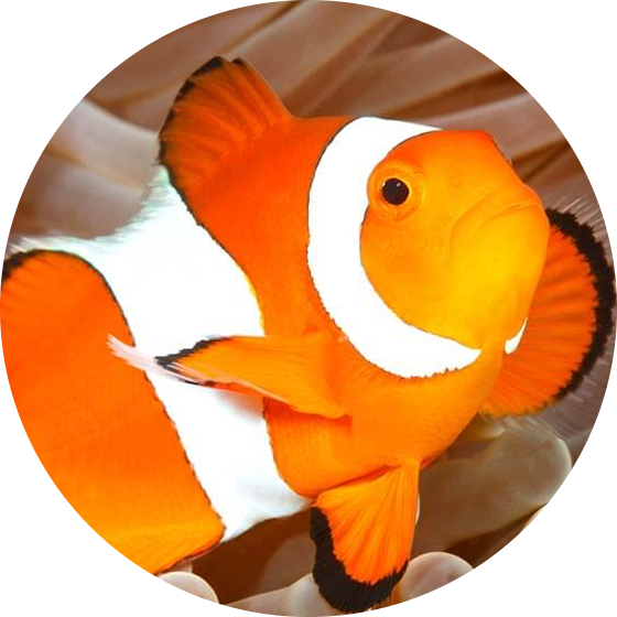 Common Clownfish