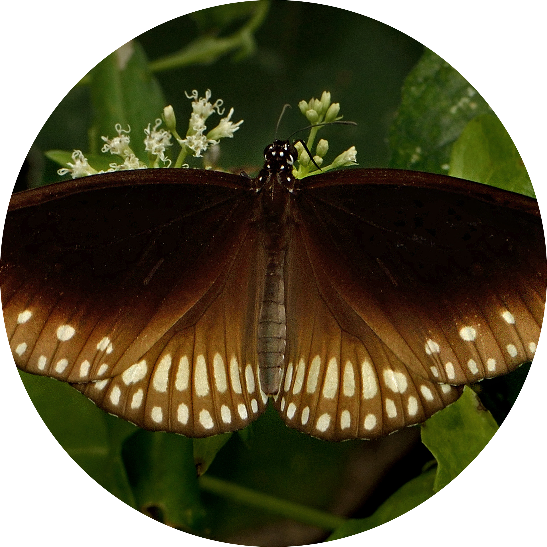 Common Crow Butterfly