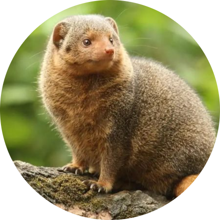 Common Dwarf Mongoose