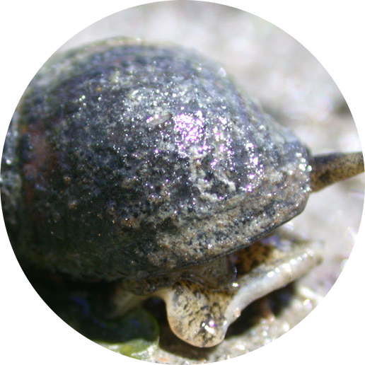 Common Eastern Mud Snail